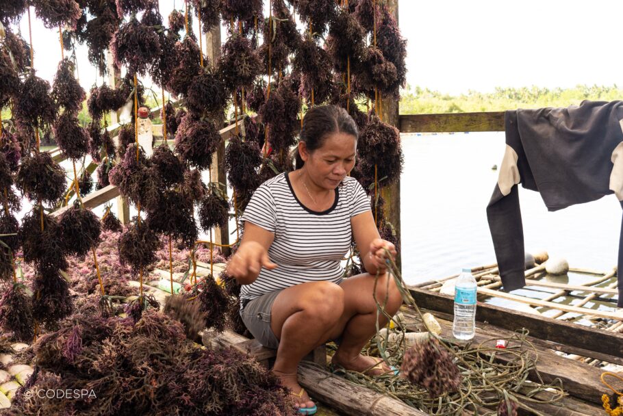 Mujer en secadero de algas