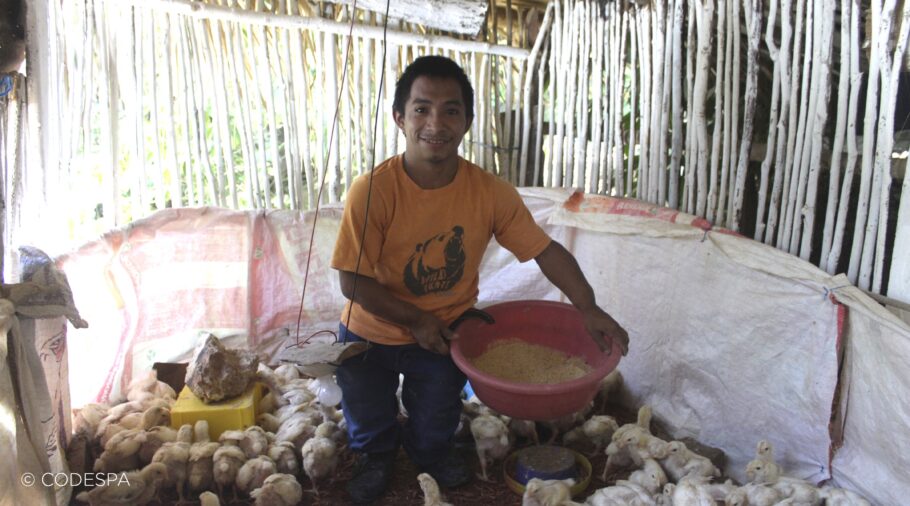 negocio pollos guatemala