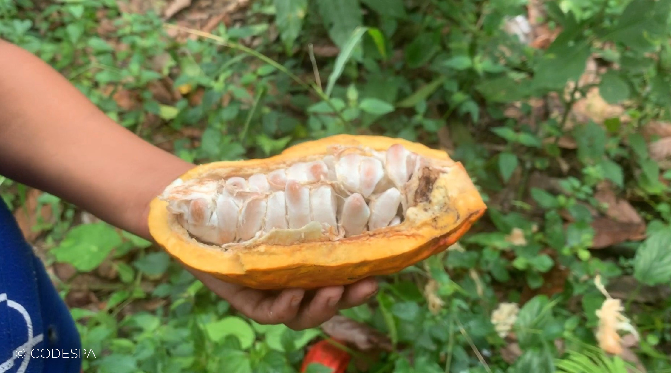 cacao abierto