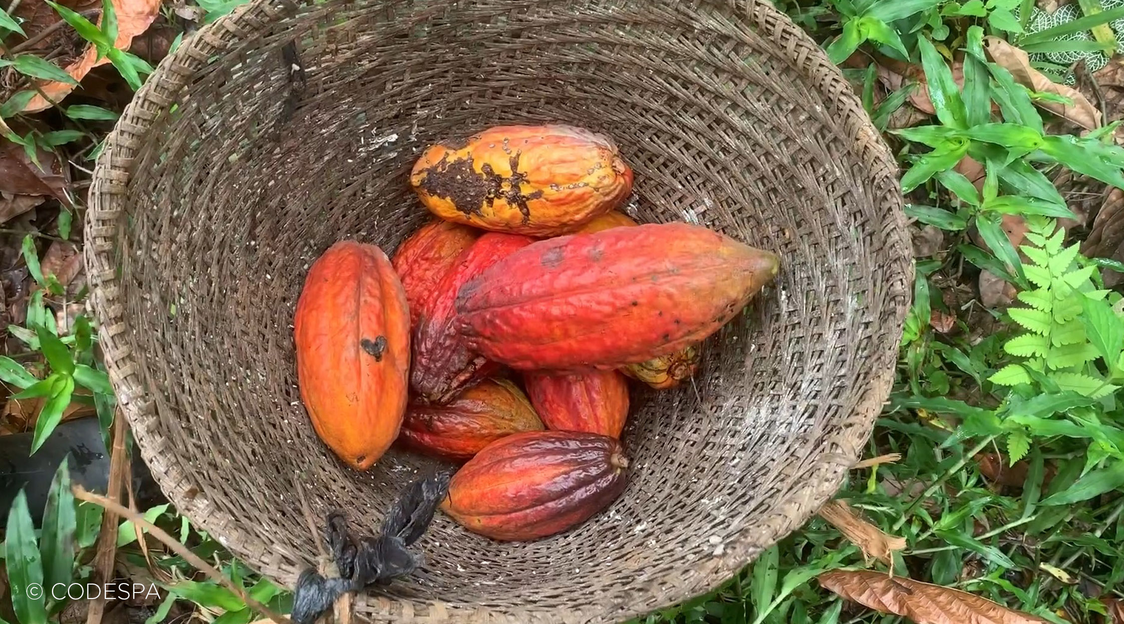 cesta cacao