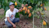 productor cacao ecuador