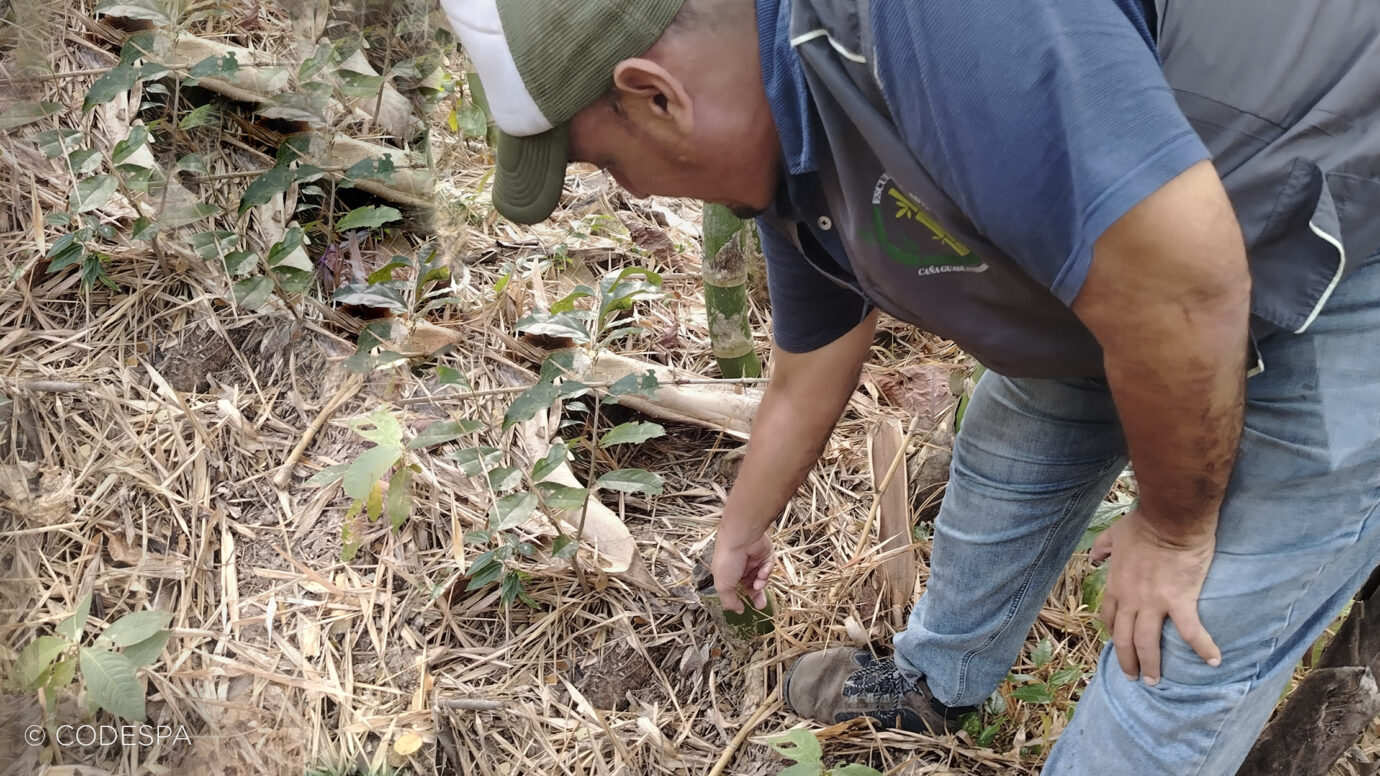 productor ecuador